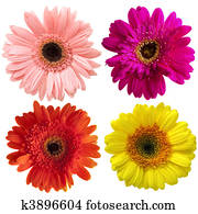 Gerbera