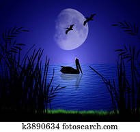 pelicans, alatt, holdfény