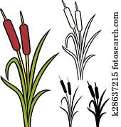 reeds reeds