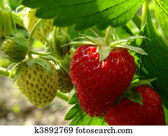 strawberries strawberries