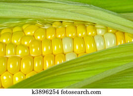 Sweet Corn