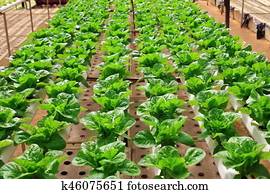 verde, fresco, repolho, crescendo, em, estufa