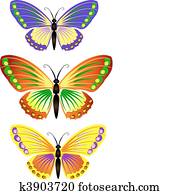 butterfly butterfly