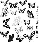 Butterfly Butterfly