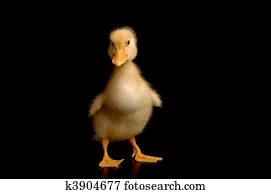 duck duck