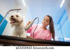 Healthy Dog In Pet Shop With Woman Trimming Hair Healthy Dog In Pet Shop With Woman Trimming Hair