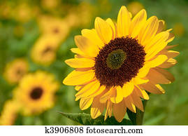 Sunflower in the warm sunlight Sunflower in the warm sunlight