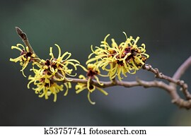 Witch hazel Witch hazel