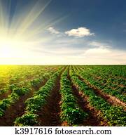 potato field on a sunset