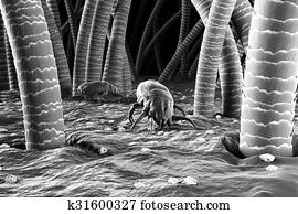 3d, Render, de, pó, Mite., alergia, casa, higiene, cama