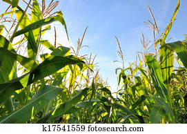 corn field corn field
