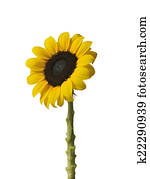 Sunflower Sunflower