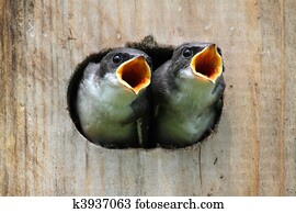 Baby Birds In a Bird House Baby Birds In a Bird House