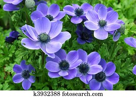 Flowers Flowers