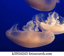 jellyfish jellyfish
