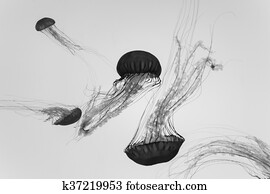 Jellyfish Underwater Jellyfish Underwater