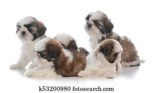 lixo, de, cinco, shih tzu, filhotes cachorro