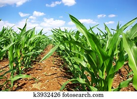 verde, cornfield