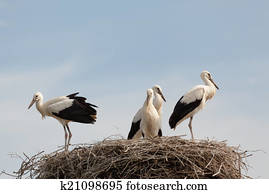 White stork baby birds in a nest