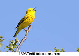 Yellow Warbler (Dendroica petechia) Singing Yellow Warbler (Dendroica petechia) Singing