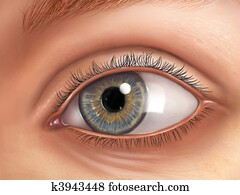 Eye anatomy Eye anatomy