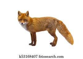 fox fox