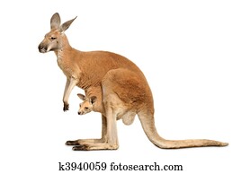 Isolated kangaroo with cute Joey