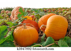 Pumpkins on a field Pumpkins on a field