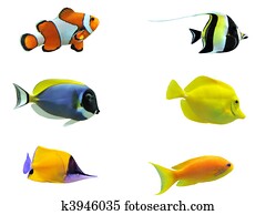 tropical fish tropical fish