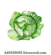 Cabbage Cabbage