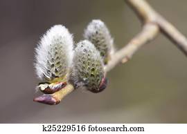 pussy-willow