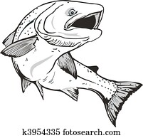 Salmon fish Salmon fish