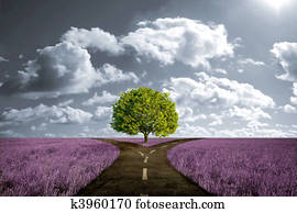 Crossroad in lavender meadow Crossroad in lavender meadow