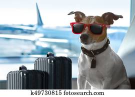 dog in airport terminal on vacation dog in airport terminal on vacation