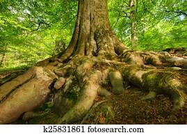 Mighty roots of a majestic beech tree