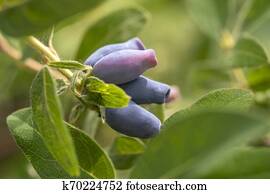 Honeysuckle berries. Honeysuckle berries.