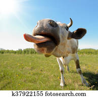 cow cow