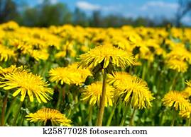 Field of dandelions