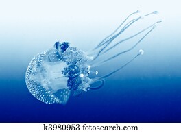 Marine Life Marine Life