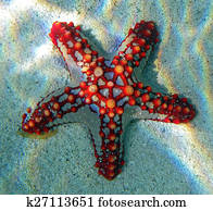 Starfish Starfish