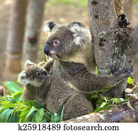 urso koala, em, a, jardim zoológico