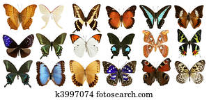 borboletas, cobrança, coloridos, isolado, branco