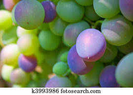 grapes grapes