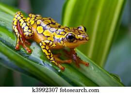 Harlequin poison dart frog