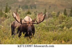 Moose Bull Moose Bull