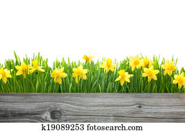 primavera, narcisos silvestres, flores