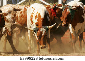 Rodeo bulls Rodeo bulls