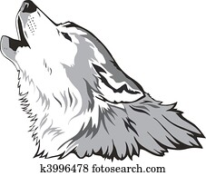 ראש של זאב, וקטור