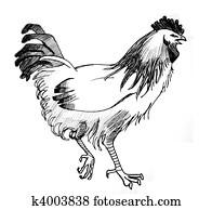 Chicken Chicken