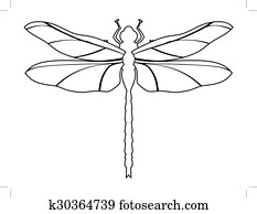 dragonfly, top view dragonfly, top view